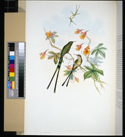 Porte-train (lesbia eucharis) - John (after) Gould