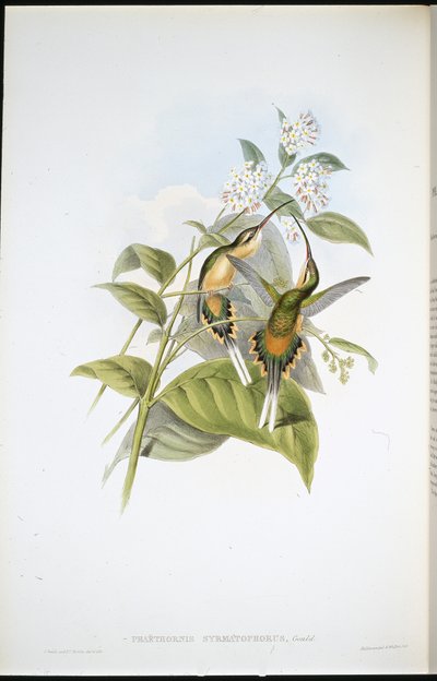 Ermite à longue queue - John (after) Gould