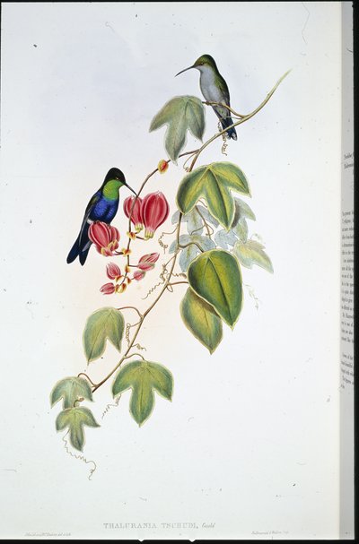 Panoplites de Tschudi - John (after) Gould