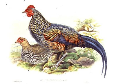 Deux faisans asiatiques (Gallus Sonneratii) gravés par l