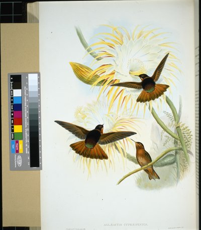 Stenura vénézuélienne (panychlora stenura) et (panychlora Russata) - John (after) Gould