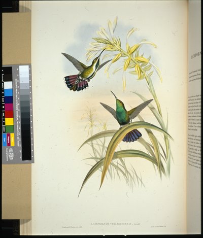 Mango de Veragua (lampornis veraguensis) - John (after) Gould