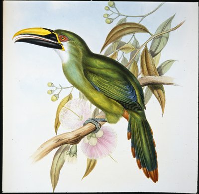Toucan à bec rainuré de Wagler (Aulacoramphus Wagleri) - John (after) Gould