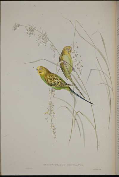 Perruche ondulée - John (after) Gould
