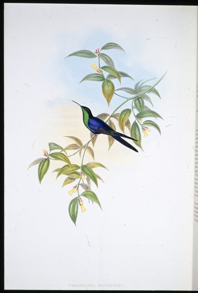 Nymphe des bois de Waterton (Thalurania Watertoni) - John (after) Gould