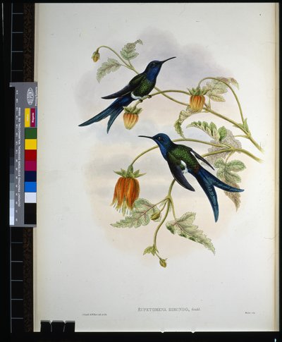Hirondelle de l
