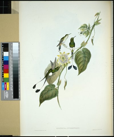 Queue-de-raquettes à bottes blanches - John (after) Gould
