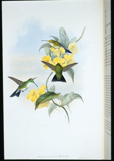 Émeraude à gorge blanche (Thaumatias Leucogaster) - John (after) Gould