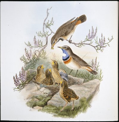 Gorgebleue à miroir blanc - John (after) Gould