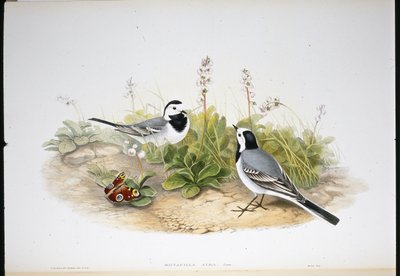 Bergeronnette grise (Motacilla Alba) - John (after) Gould