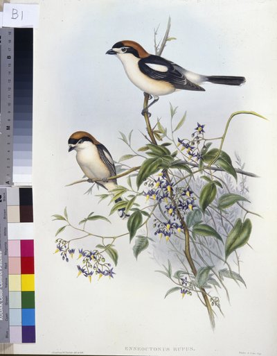 Pie-grièche écorcheur (Enneoctonus Rufus) - John (after) Gould