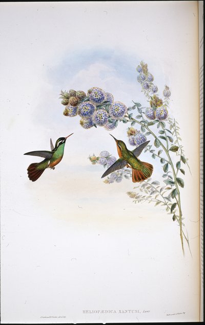 Colibri de Xantus - John (after) Gould