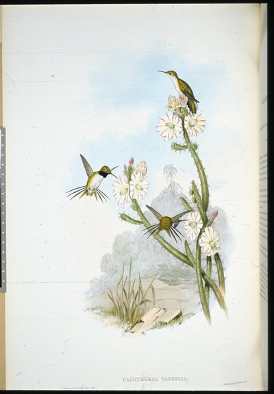 Queue-de-racket de Yarrell (Calothorax yarrelli) - John (after) Gould