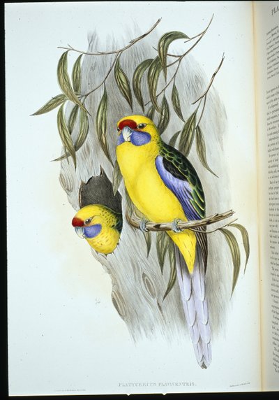 Perruche à ventre jaune - John (after) Gould