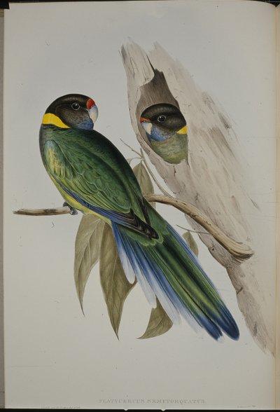 Perruche à collier jaune - John (after) Gould