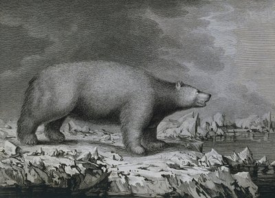 Ours polaire, gravure par Peter Mazel d