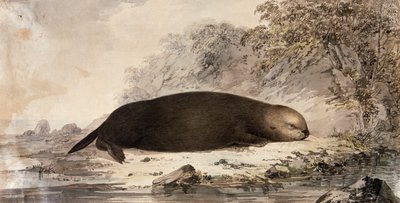 Loutre de mer, gravure d