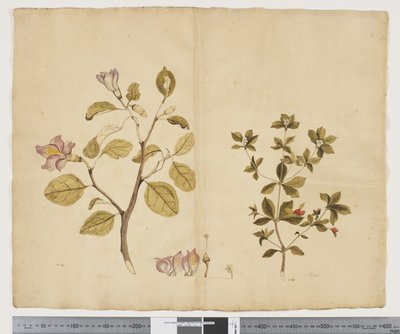 Lagunaria Patersonia; Alyxia gynopogon - John (attr. to) Doody