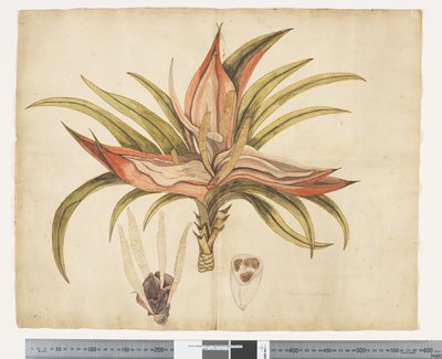 Freycinetia baueriana, c.1790-95 - John (attr. to) Doody