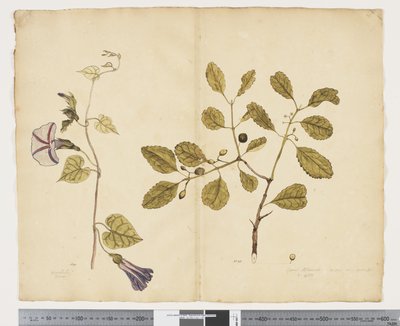 F.24 Ipomoea congesta; Elaeodendron curtipendulum, c.1790-95 - John (attr. to) Doody