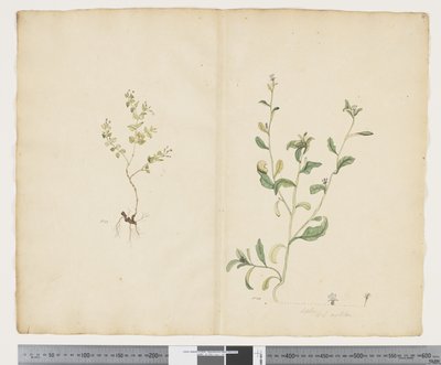Euphorbia sparrmannii; Lobelia alata - John (attr. to) Doody