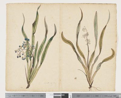 F.29 Dianella intermedia, c.1790-95 - John (attr. to) Doody
