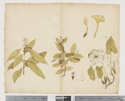 Wickstroemia Australis; Ipomea - John (attr. to) Doody