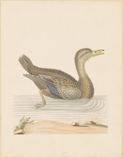 Canard rouennais - John Abbot