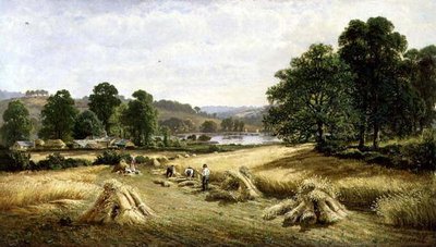 Récolte du grain doré près de Bishopsteignton, Plymouth - John Barrett