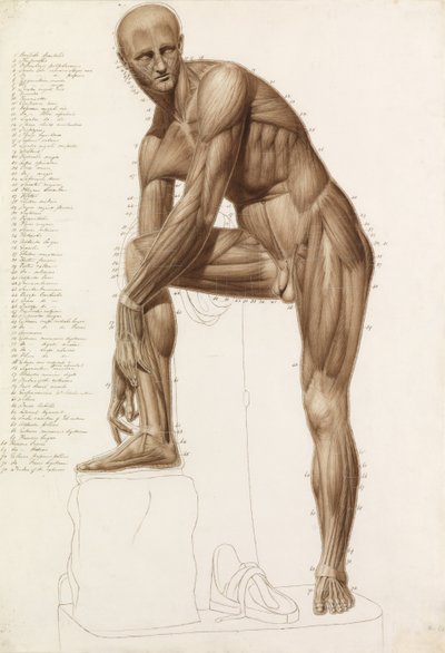 Étude anatomique : Musculature humaine, dans la pose de "Hermès attachant sa sandale" de Praxitèle - John Bathe