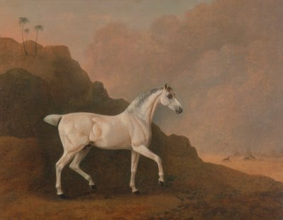 Un Étalon Arabe Gris dans un Paysage Désertique - John Boultbee