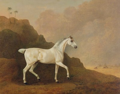 Un étalon arabe gris dans un paysage désertique - John Boultbee