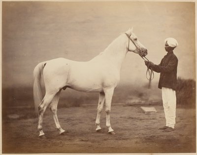 Cheval du lieutenant-général Sir Frederick Sleigh Roberts, "Vonolel", vers 1885 - John Burke