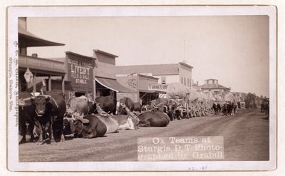 Attelages de bœufs à Sturgis, D.T., pub.1887 - 1892 (photo) - John C. H. Grabill