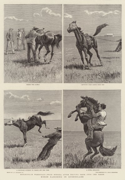 Élevage de chevaux dans le Queensland - John Charles Dollman