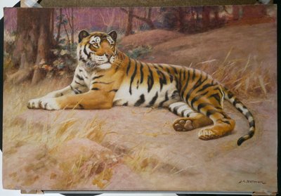Le Tigre - John Charles Dollman