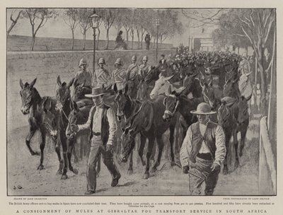 Un envoi de mules à Gibraltar pour le service de transport en Afrique du Sud - John Charlton