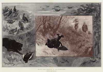 Chasse au tétras noir dans les Highlands - John Charlton
