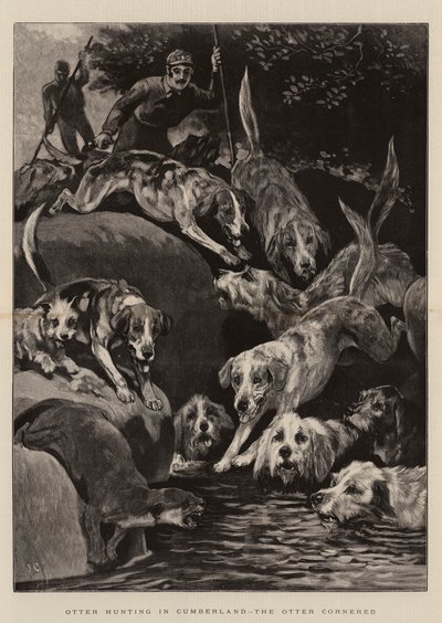 Chasse à la loutre en Cumbria, la loutre acculée - John Charlton