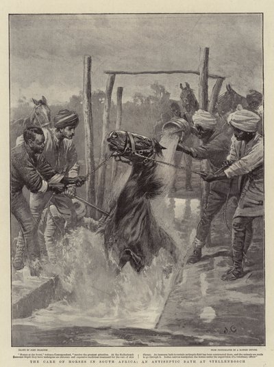 Le soin des chevaux en Afrique du Sud, un bain antiseptique à Stellenbosch - John Charlton