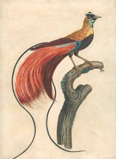 Oiseau de paradis à plumes rouges (Paradisea Apoda Raggiana), sud-est de la Nouvelle-Guinée - John Collet