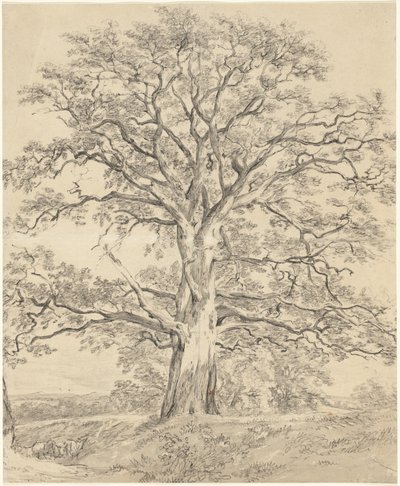 Un grand chêne - John Constable