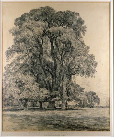Ormes dans le parc Old Hall, East Bergholt, 1817 (crayon) - John Constable