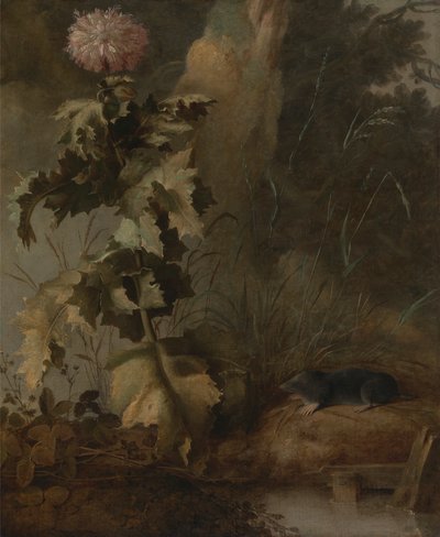 Un pavot égyptien et une taupe d
