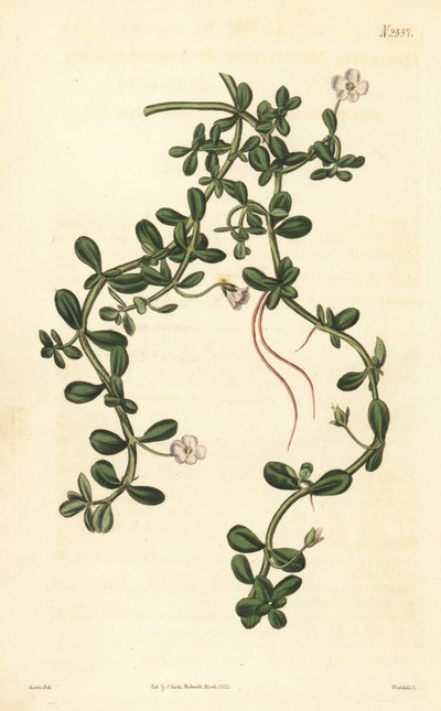 Brahmi ou hysope d