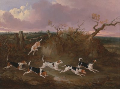 Beagles en pleine chasse - John Dalby