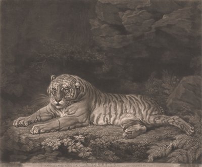 Une tigresse - John Dixon