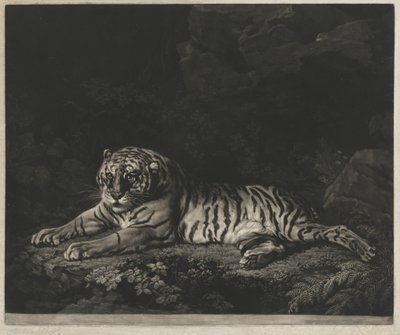 Une tigresse - John Dixon after George Stubbs