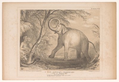 Caricature de Lord Ellenborough en éléphant sauvage (série HB Sketches) - John Doyle