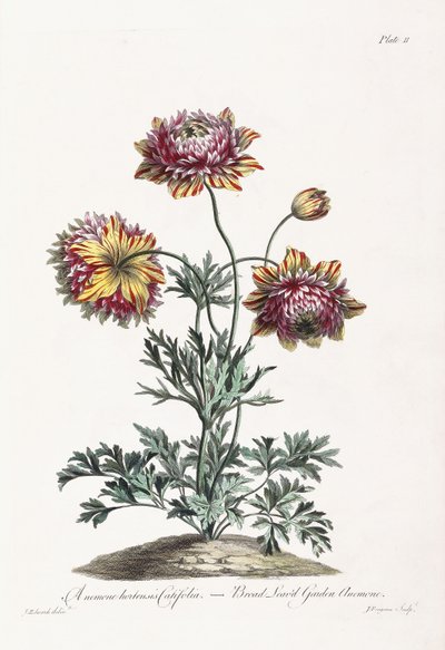 Anémone de jardin à larges feuilles - John Edwards